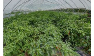 樂購家庭農場全景圖