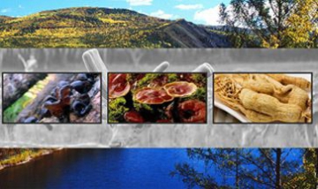 白狼天原林產有限責任公司全景圖